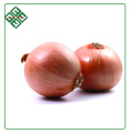 all year supply fresh red onion 4 - 10 cm shandong